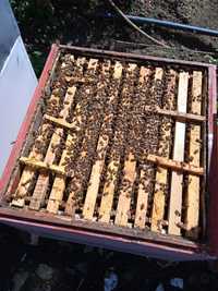 Vând 15 familii de albine