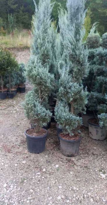 Arbuști decorativi și plante verzi pentru grădini spectaculoase