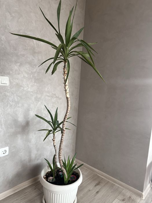 Юка в саксия – 50 лв.