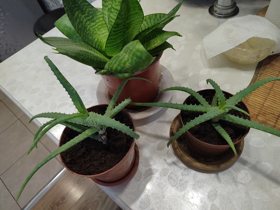 Комнатные цветы "Здоровье"