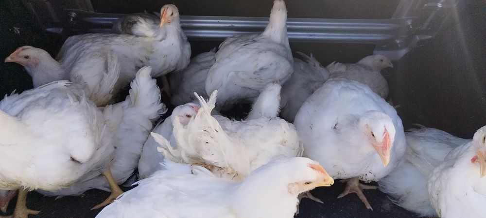 Urgent pui albi  de  carne