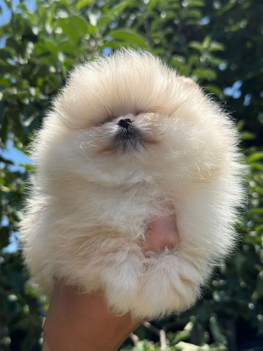 Продавам померан - възможна доставка