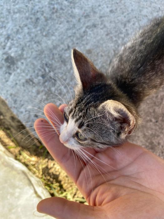 Ofer spre adoptie pui pisica