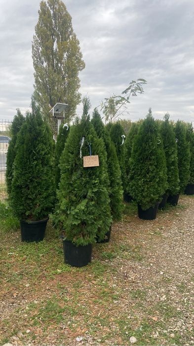 Oferta speciala Tuia smaragd 3m