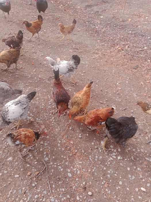 Срочно продам молодых курочек петушков цена за одного 2000