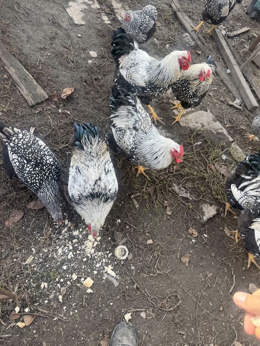 Vând cocosi wyandotte argintii