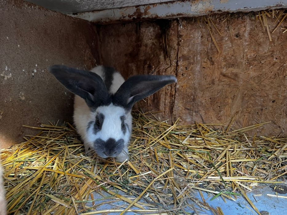 Disponibili o pereche fluture german pestriț