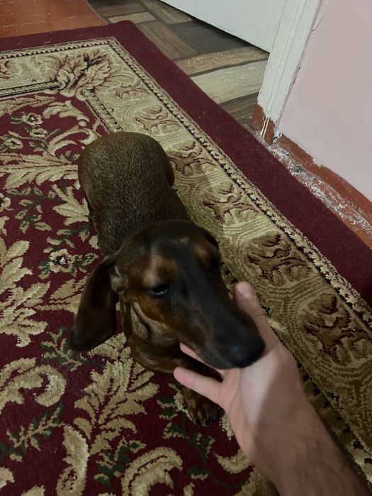 Собака такса отдам нормальным людям
