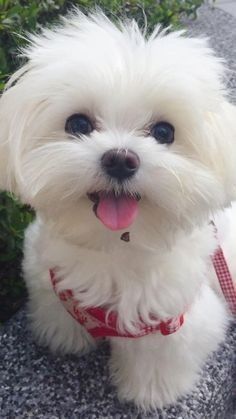 Maltipoo disponibilă imediat. Asigur transport