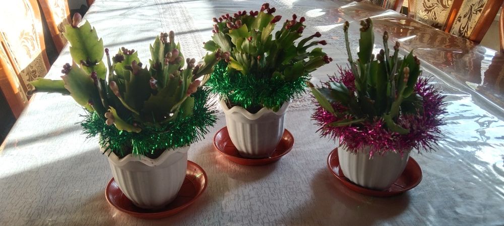 Декабрист новогодние подарки