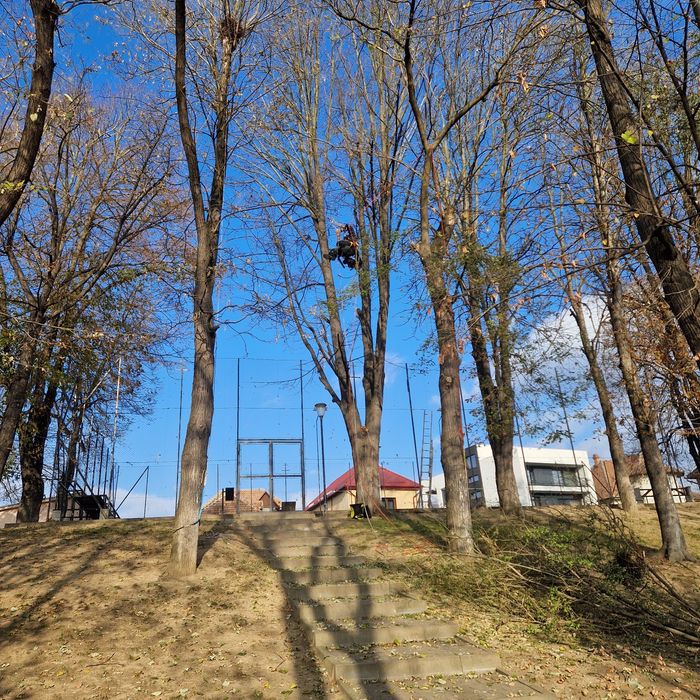 Toaletare, defrișare,taiere, reducere coraona arbori in sistem