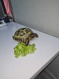 Продам  черепаху с террариумом
