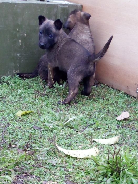 Белгийска овчарка Малиноа