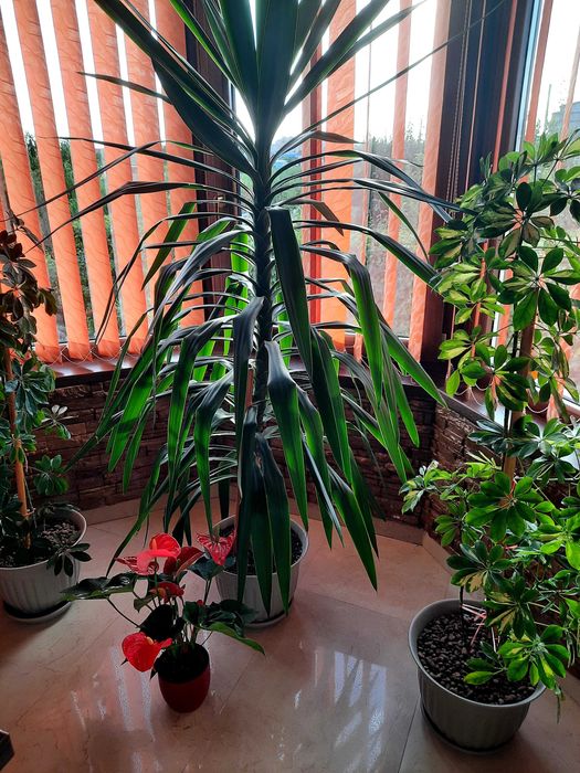 Vand plante de apartament