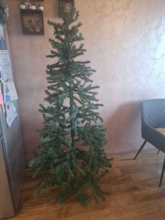 Елха 1.80см висока