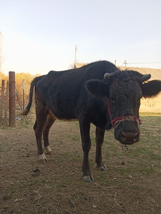 Продается корова