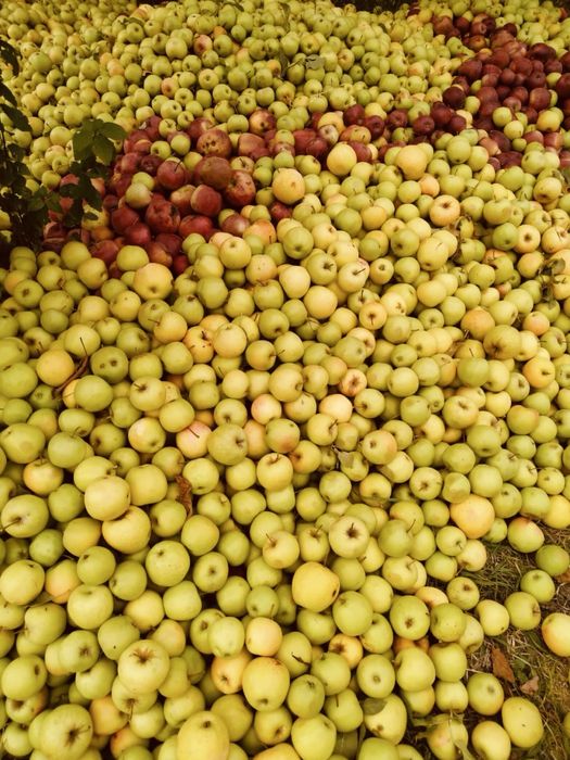 Продам яблоки 2,3 сорта