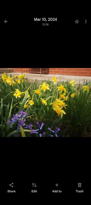 Bulbi zambile 30 bucăți