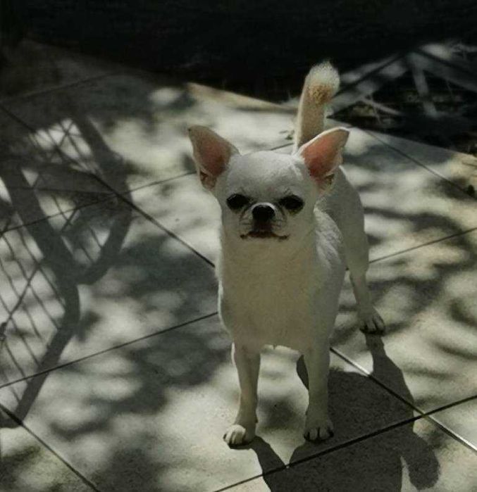 Чихуахуа ИСТИНСКИ - цени ХУБАВИ!!!