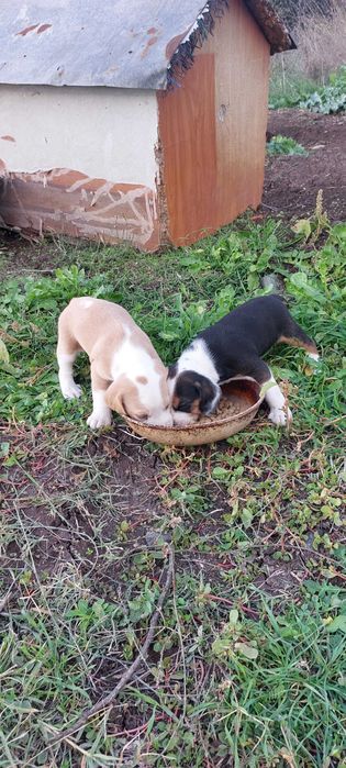 Ловни кучета Гончета