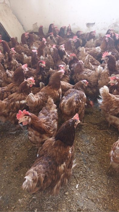 Vand pui colorati, pui de carne, gaini