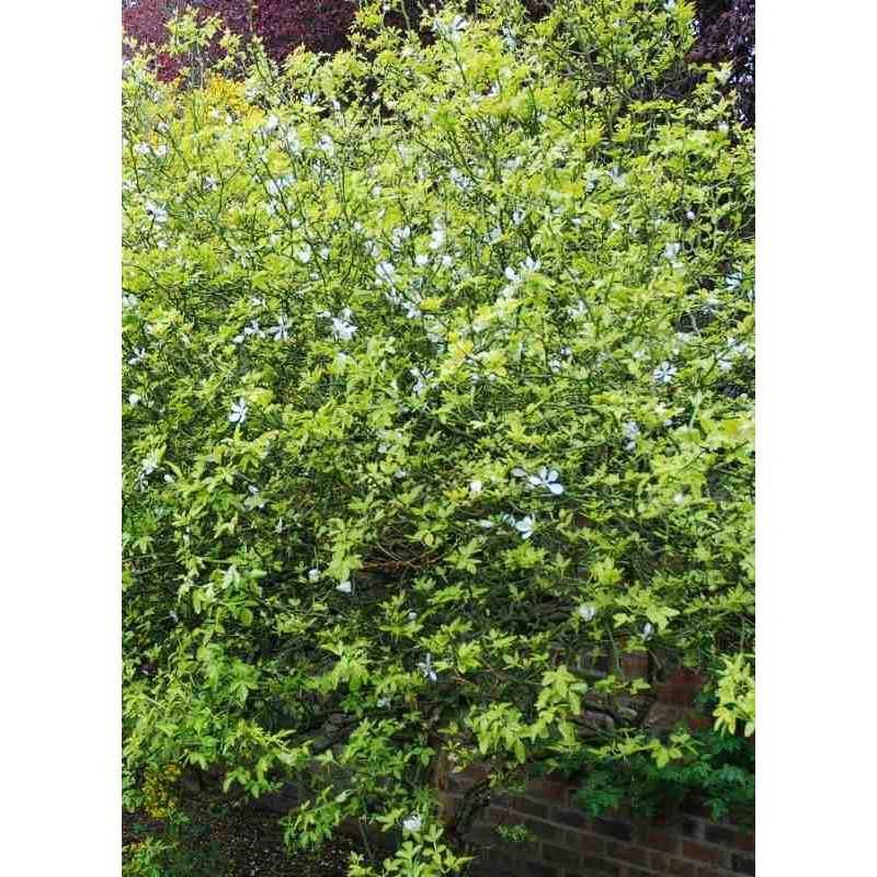 Див лимон - Poncirus trifoliata