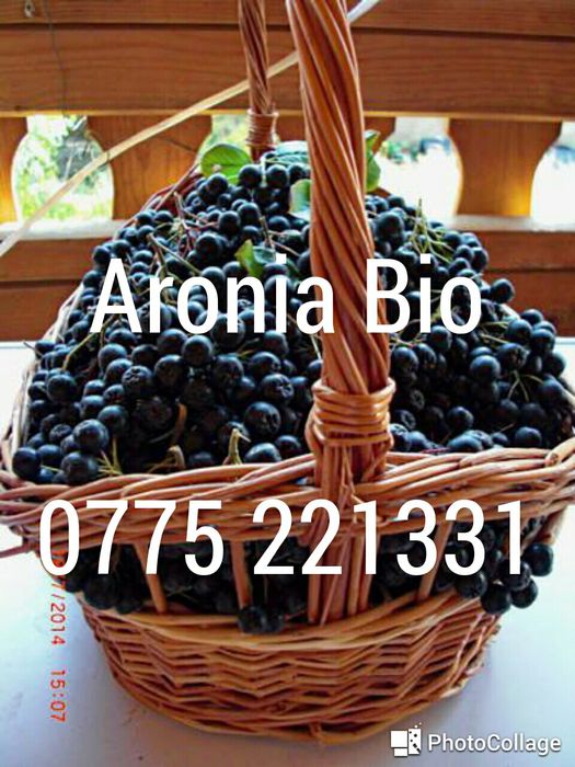 Aronia Melanocarpa Nero vand plante anul 2, maxima vitamina C naturala