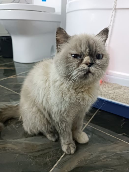 Mushuk nunu sotiladi