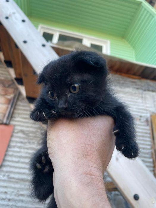 Остался один котёнок...