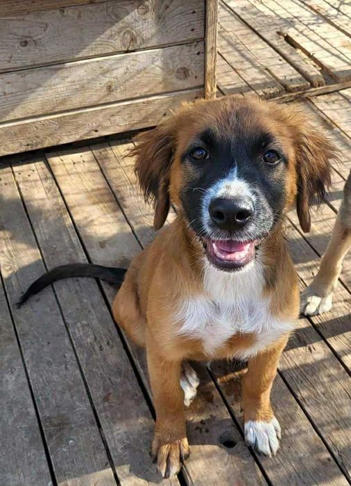 pentru adoptie- Ares isi cauta familia!