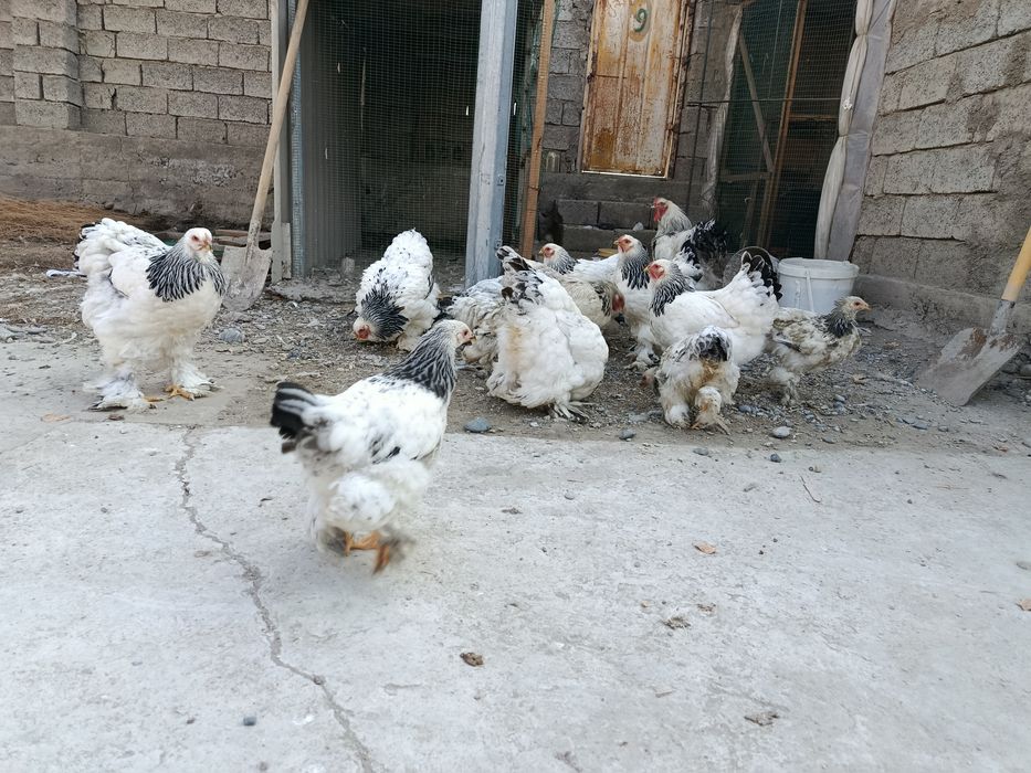 Брамалар сотилади