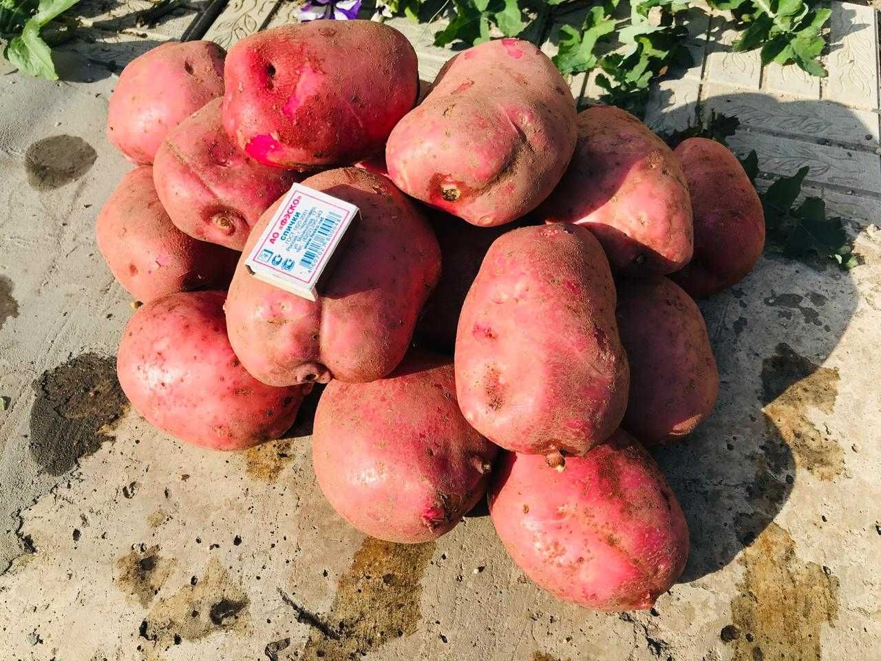 продам едовую домашнюю картошку