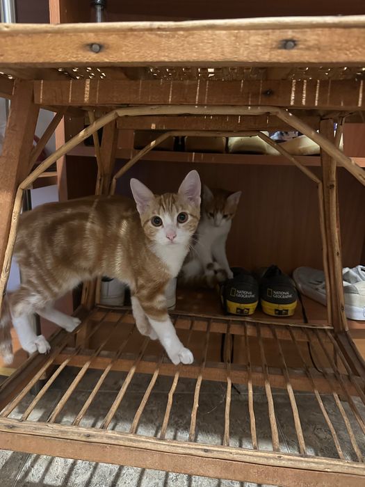 Котета родени на 01.07 си търсят дом!