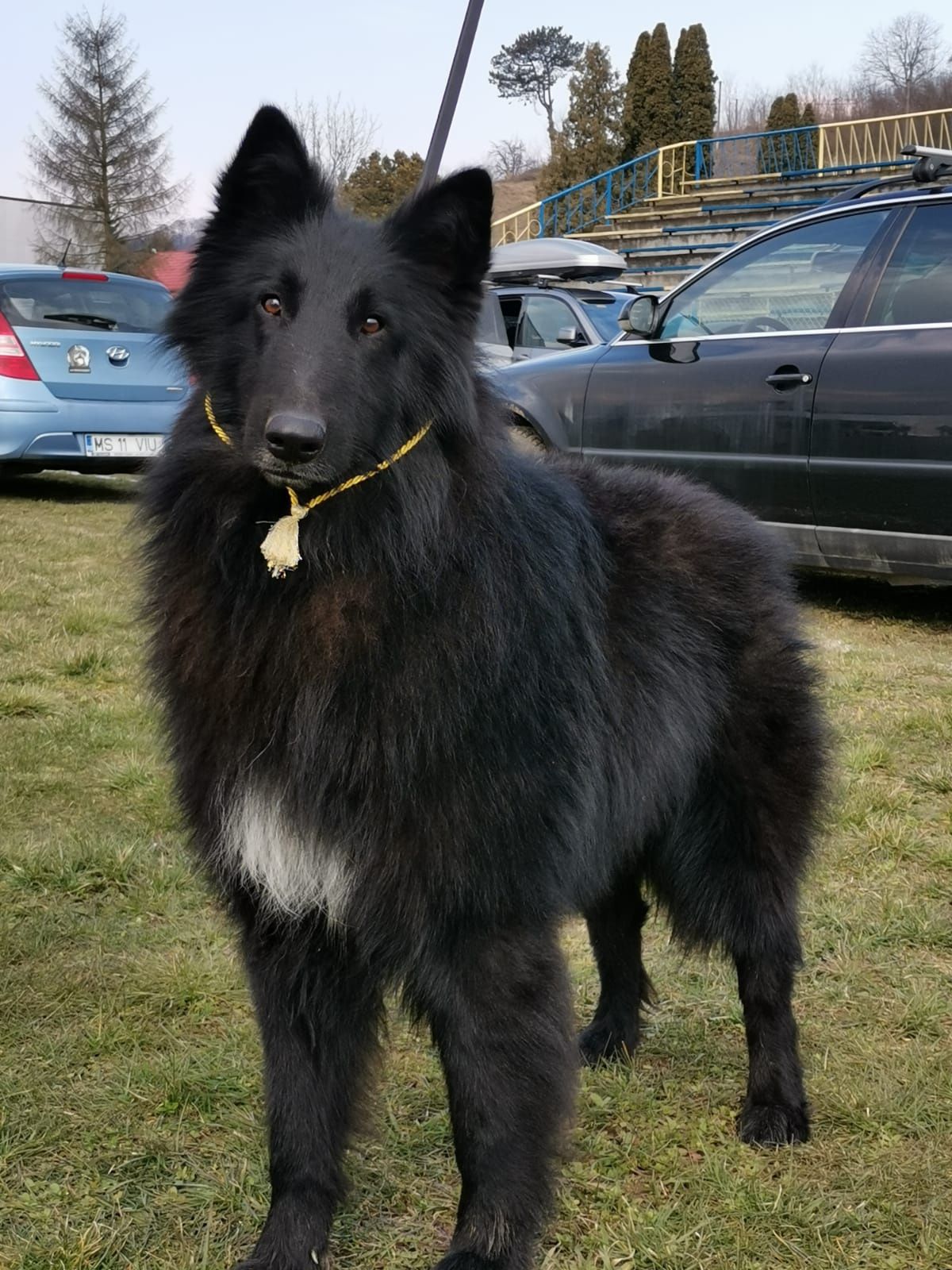 Vând mascul Belgian Groenendael