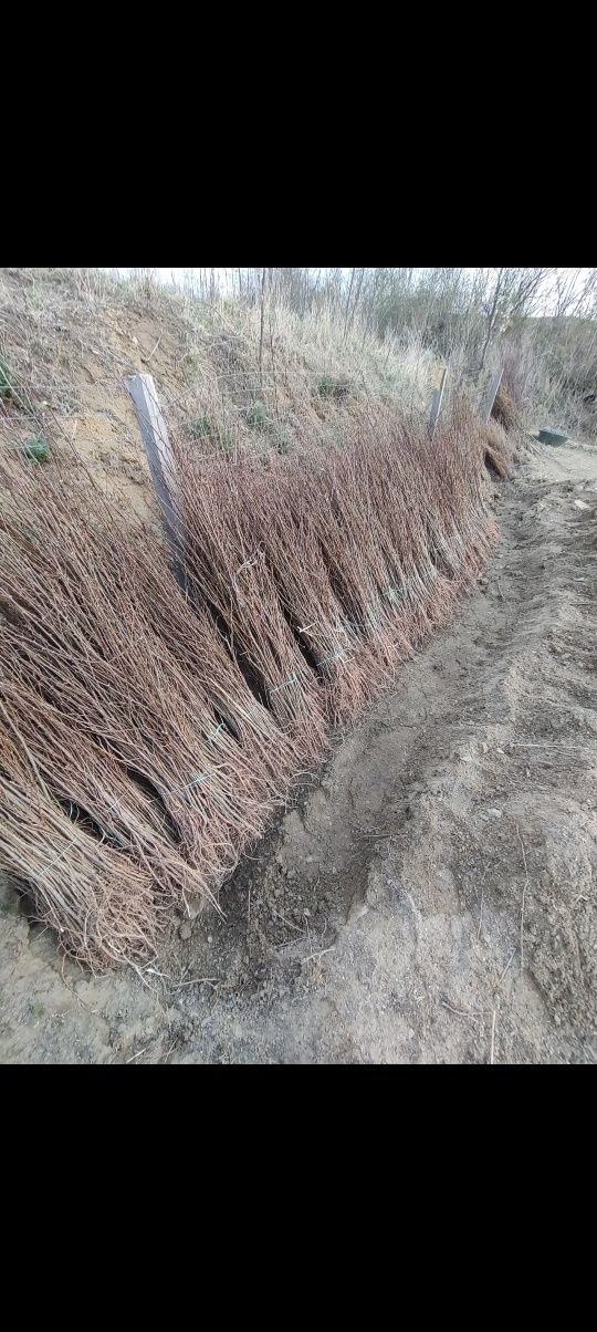 Puieti forestieri salcâm frasin carpen fag mesteacăn tei brad Ulm