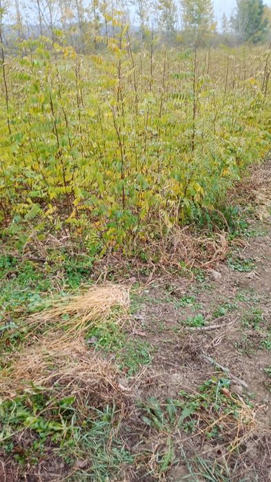 Puieți salcâm frasin fag carpen ulm plop mesteacăn brad molid Tei arin