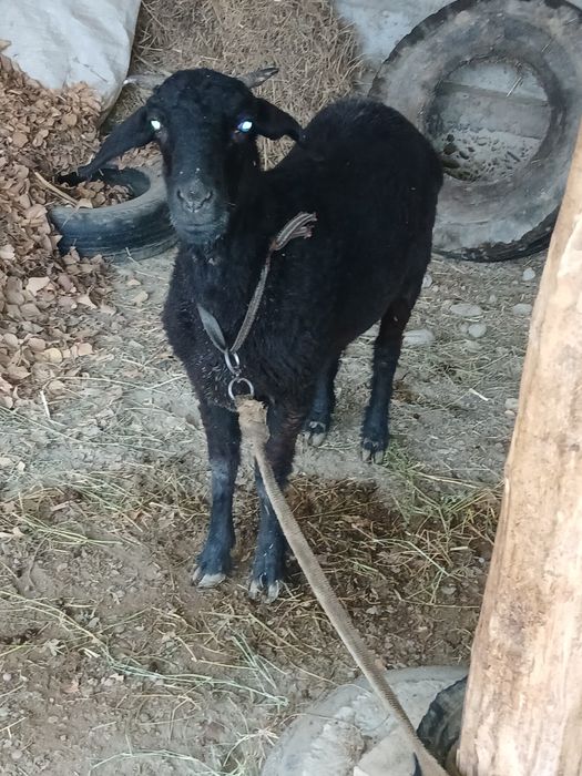 куй йошига тулган шохдор зот