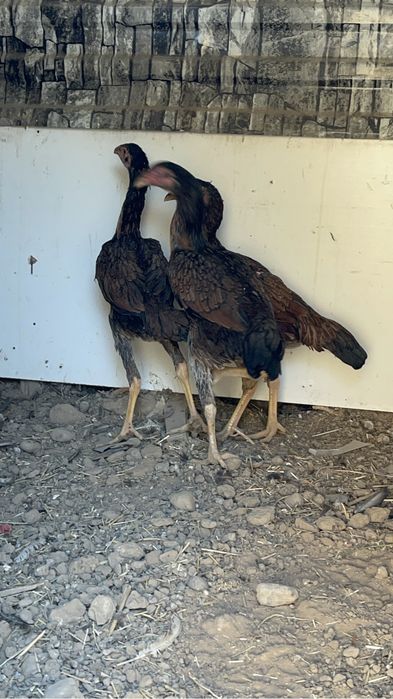 Дакан   тауықтар