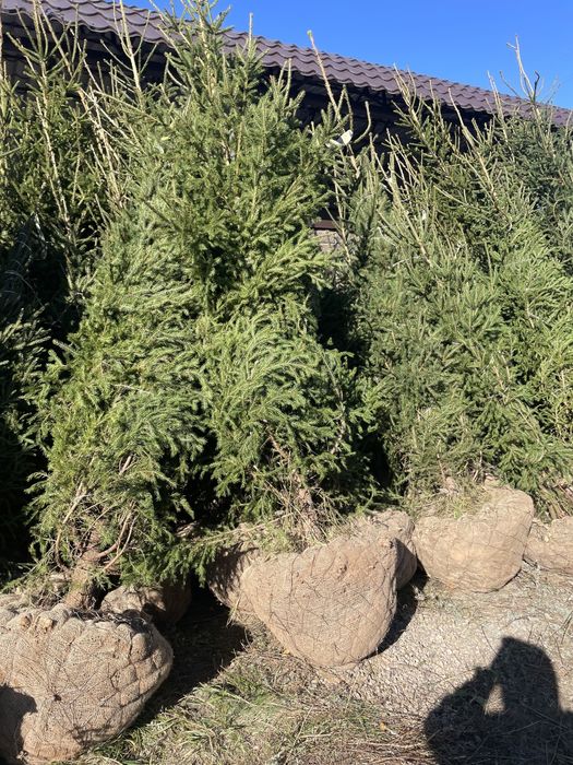 Ели зеленые сибирские