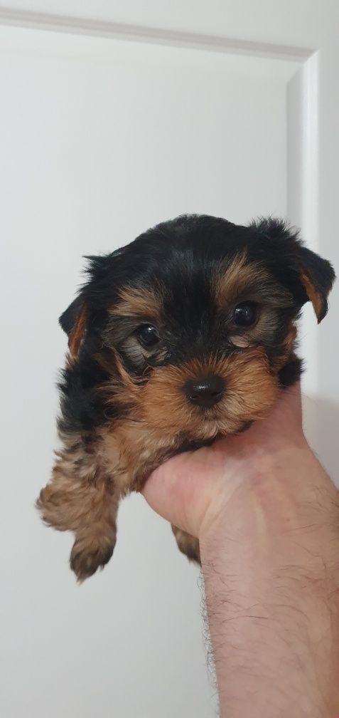 Pui Yorkshire Terrier