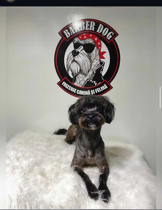 Frizerie canina si felina in fata casei in Bucuresti si Ilfov