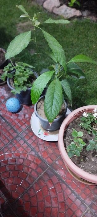 Манго. Привозной