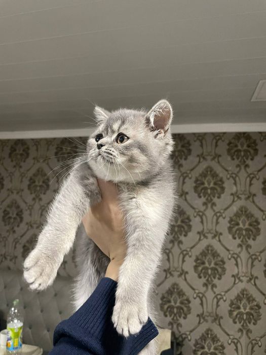 Мушукча сотилади