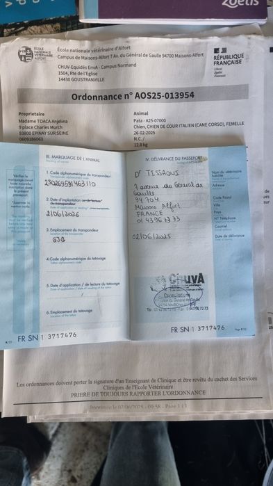 Cane corso cu acte de Franta