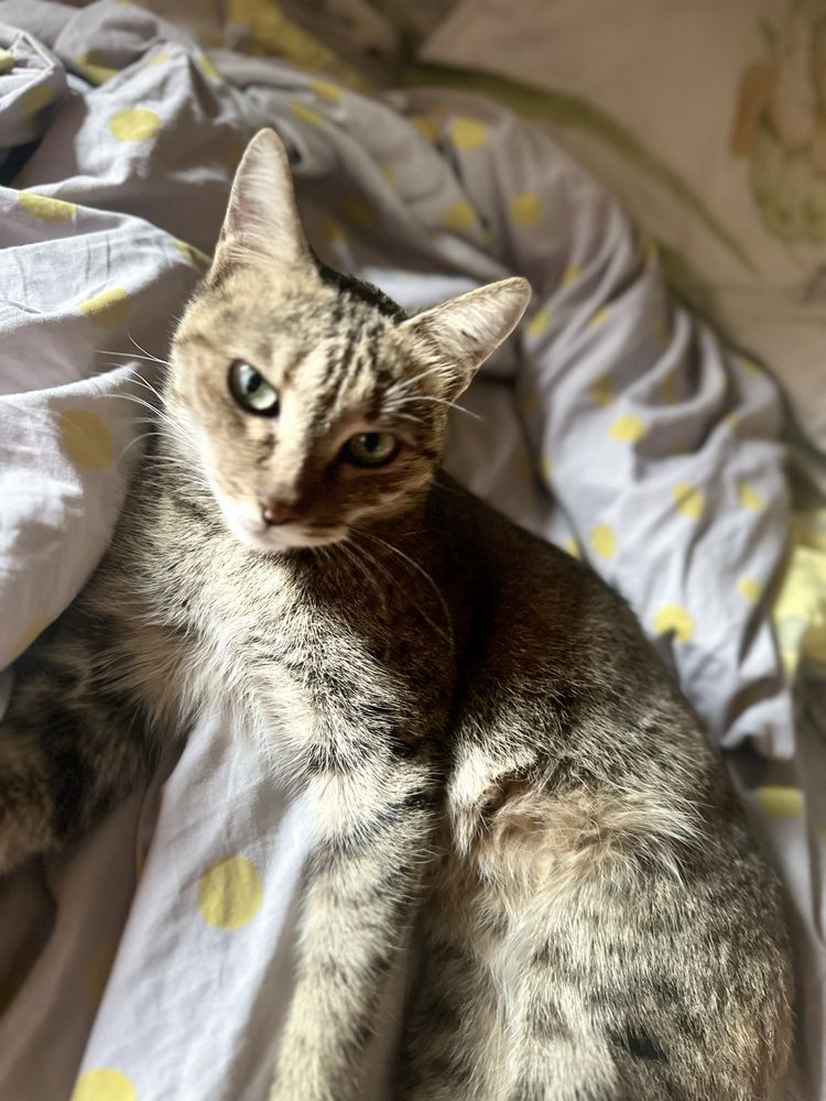 Кошка взрослая !