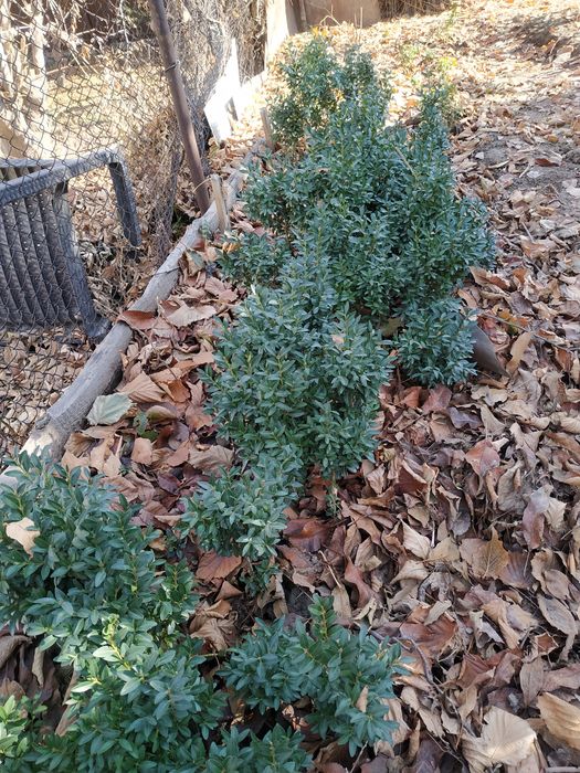 Вечнозелёные самшиты