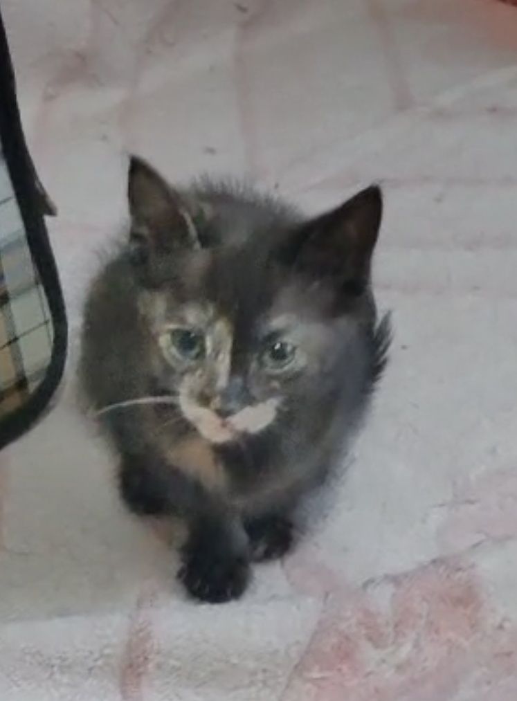 Котятки в добрые руки