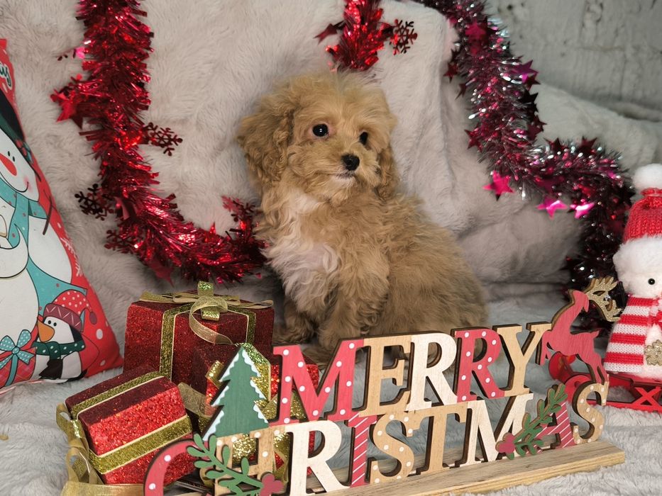 Vand fetita maltipoo minitoy