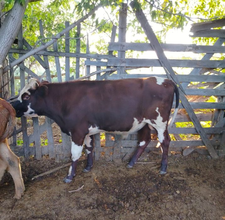 Продам быка недорого