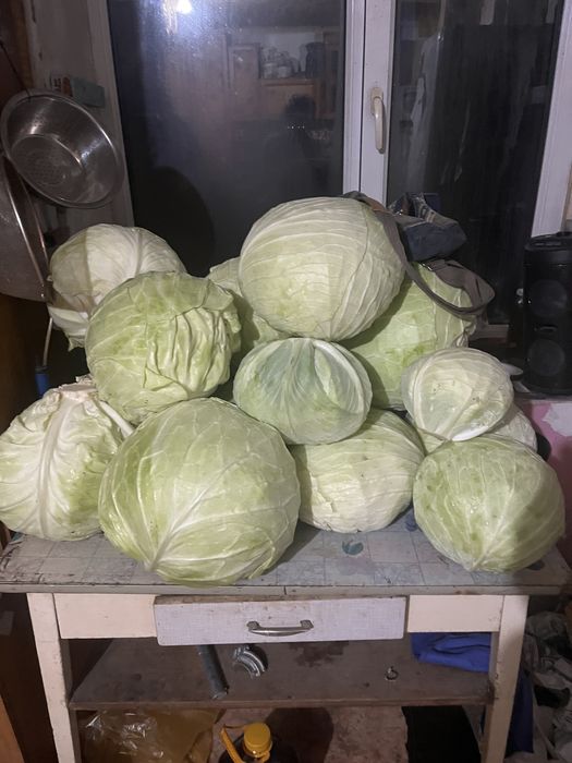 Продам домашнюю капусту слава засолочная